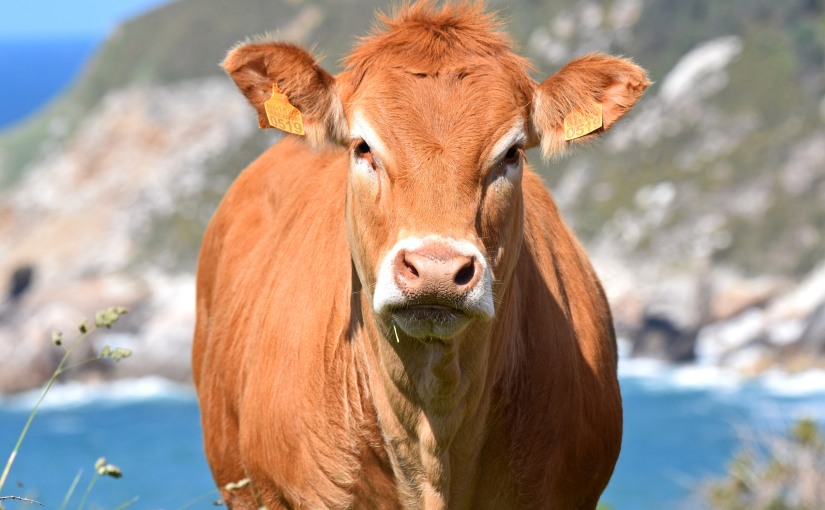 The blonde cows of Galicia